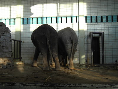 Die Elefantis